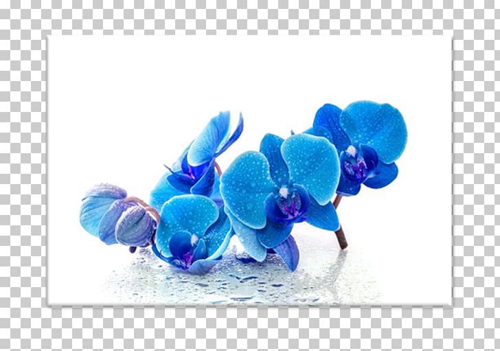 Blue Desktop Flower Orchids PNG, Clipart, Blue, Blue Orchid, Cobalt Blue, Computer Monitors, Desktop Wallpaper Free PNG Download