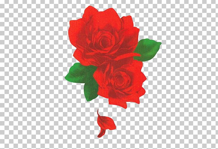 Garden Roses Red Beach Rose Flower PNG, Clipart, Bloom, Carnation, Cut Flowers, Designer, Download Free PNG Download