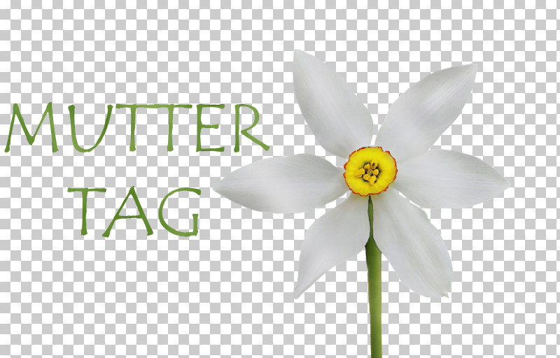 Cut Flowers Flower Petal Font Meter PNG, Clipart,  Free PNG Download