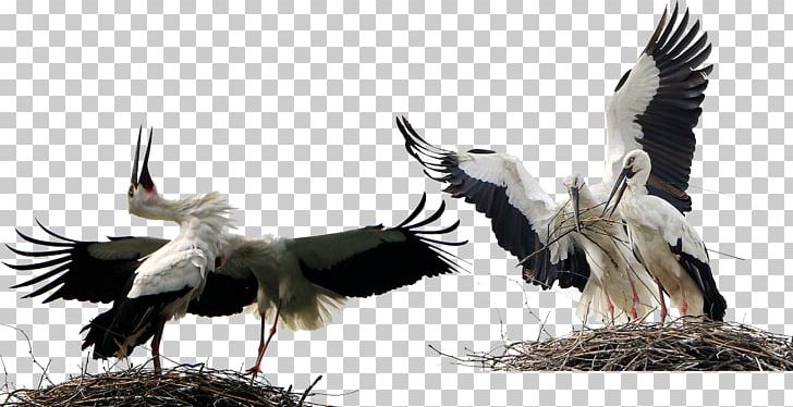Bird White Stork Animal PNG, Clipart, 3d Animation, Animation, Anime Character, Anime Girl, Beak Free PNG Download