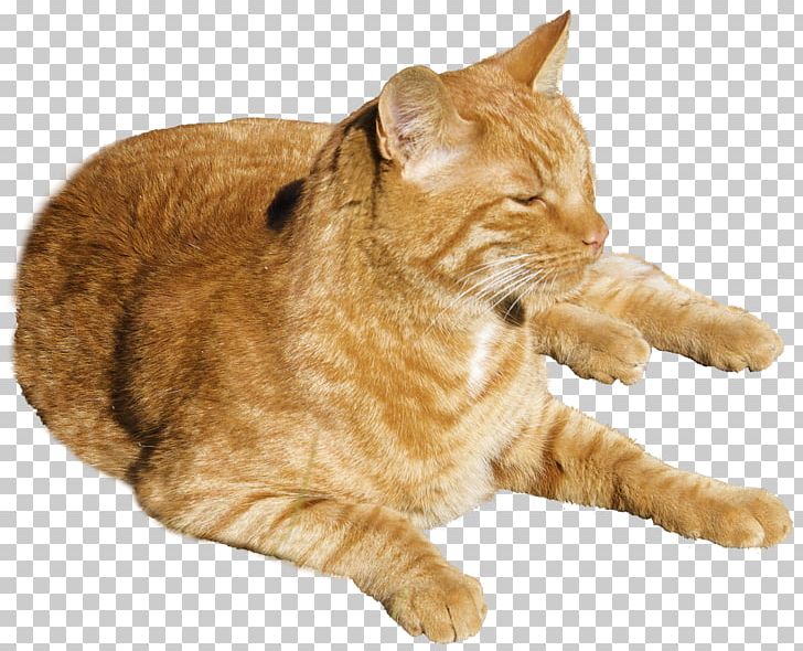 Cats PNG, Clipart, Cats Free PNG Download