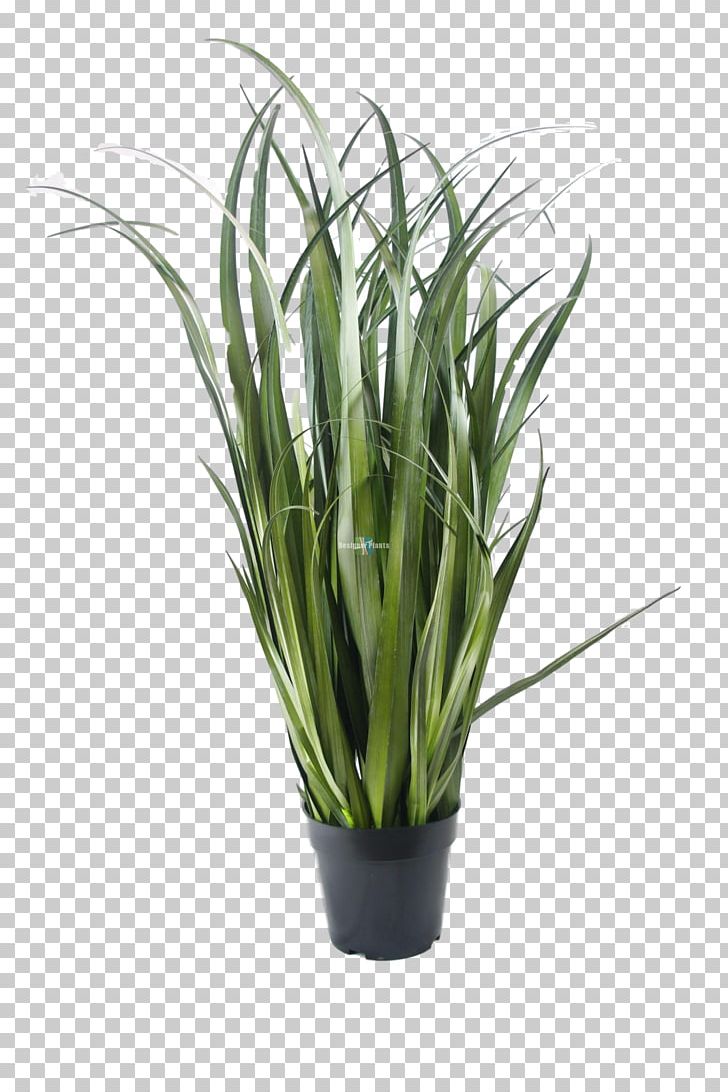 Houseplant Sansevieria Kirkii Plants Bamboo Viper's Bowstring Hemp PNG, Clipart,  Free PNG Download