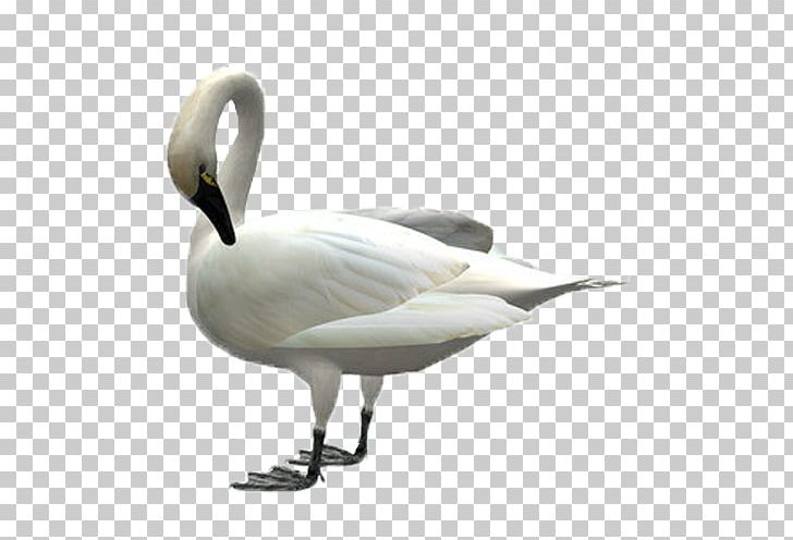 Cygnini Swan Goose Duck Bird PNG, Clipart, Anatidae, Animals, Anseriformes, Beak, Bird Free PNG Download