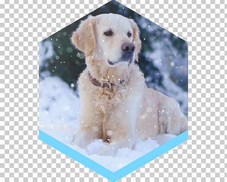 Golden Retriever Labrador Retriever Puppy Dog Breed Companion Dog PNG, Clipart, Animals, Breed, Carnivoran, Companion Dog, Crossbreed Free PNG Download