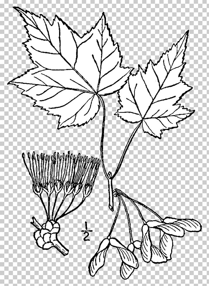 Red Maple Japanese Maple Sugar Maple Maple Leaf Silver Maple PNG, Clipart, Acer, Acer Macrophyllum, Acer Rubrum, Branch, Flower Free PNG Download