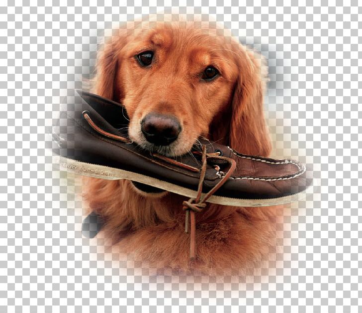 Sperry Top-Sider Boat Shoe Boot Clothing PNG, Clipart, Accessories, Boat Shoe, Boot, Carnivoran, Clothing Free PNG Download