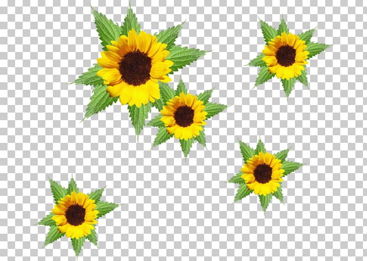 Common Sunflower Desktop Animation PNG, Clipart, Animation, Aycicegi, Aycicegi Resimleri, Bazen, Cartoon Free PNG Download