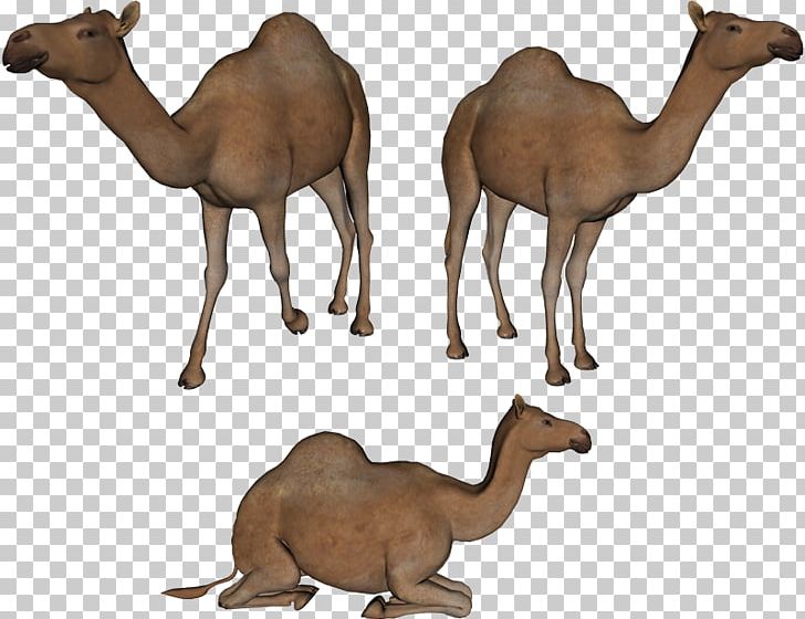 Dromedary PNG, Clipart, Animal Figure, Arabian Camel, Camel, Camel Like Mammal, Computer Icons Free PNG Download