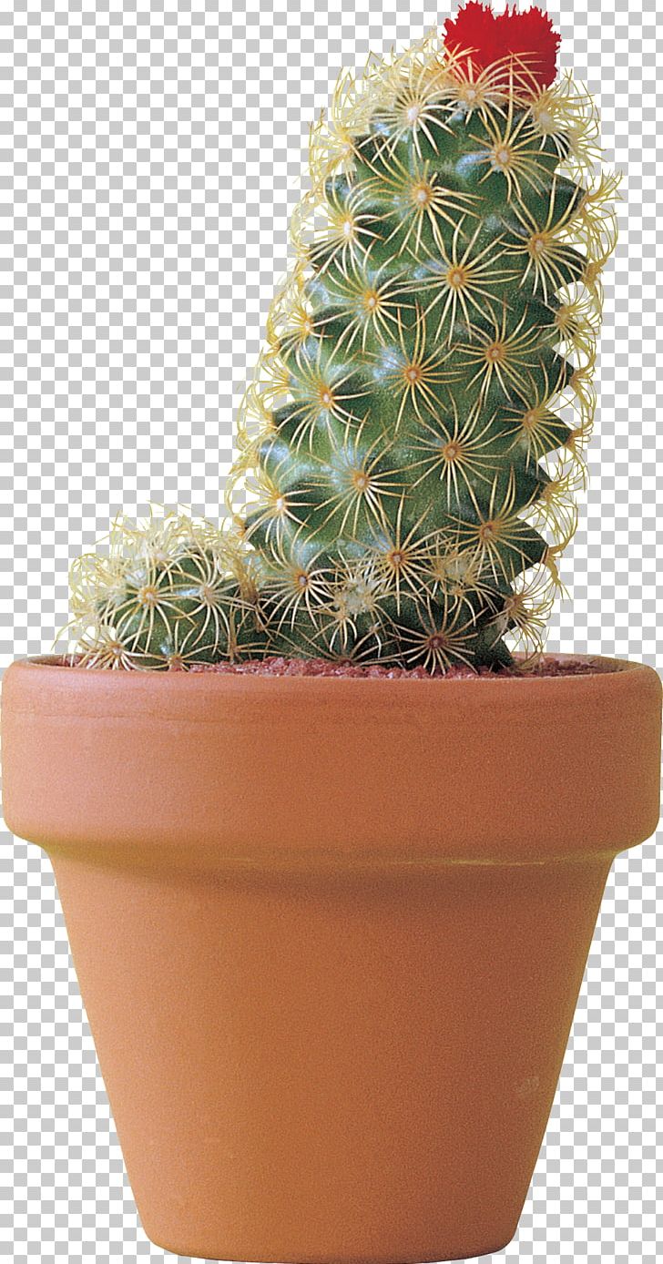 Flowerpot Citroën Cactus M Strawberry Hedgehog Cactus Houseplant Cactaceae PNG, Clipart, Cactaceae, Cactus, Caryophyllales, Flowering Plant, Flowerpot Free PNG Download