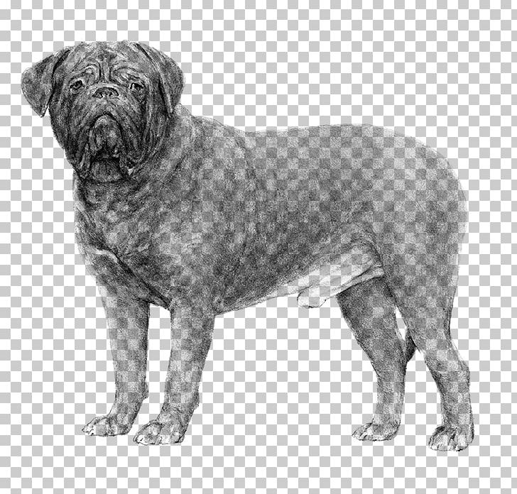 Dogue De Bordeaux Dogo Argentino Ca De Bou American Kennel Club Dog Breed PNG, Clipart, American Kennel Club, Ancient Dog Breeds, Black And White, Bordeaux, Breed Free PNG Download