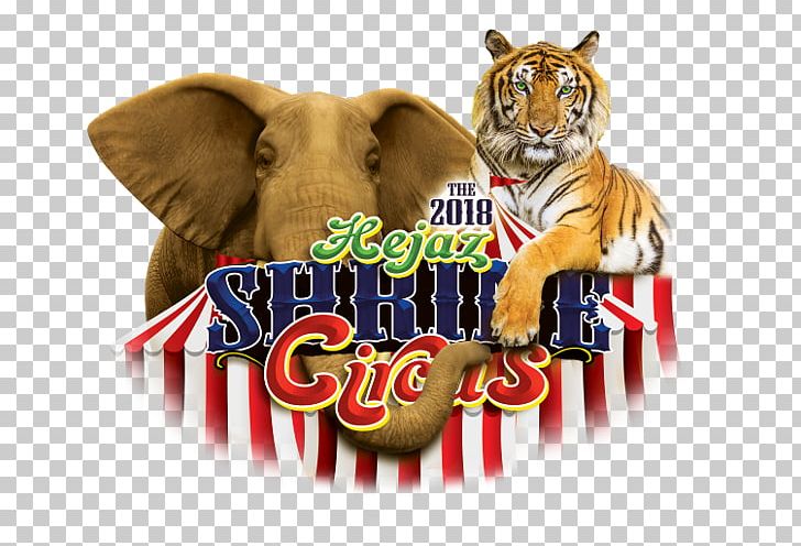 Hejaz Shrine Circus Anderson PNG, Clipart, And, Arena, Big Cats, Carnivoran, Carpa Free PNG Download