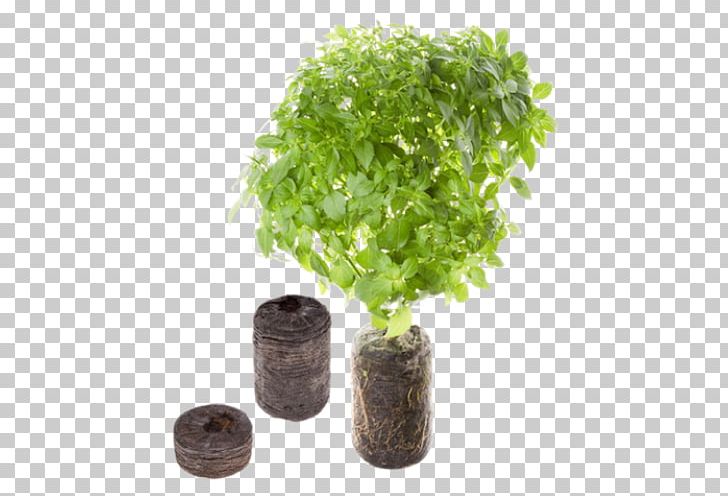 Kitchen Garden Herb Flowerpot Oregano PNG, Clipart, Basil, Bedroom, Cuisine, Fauteuil, Flowerpot Free PNG Download