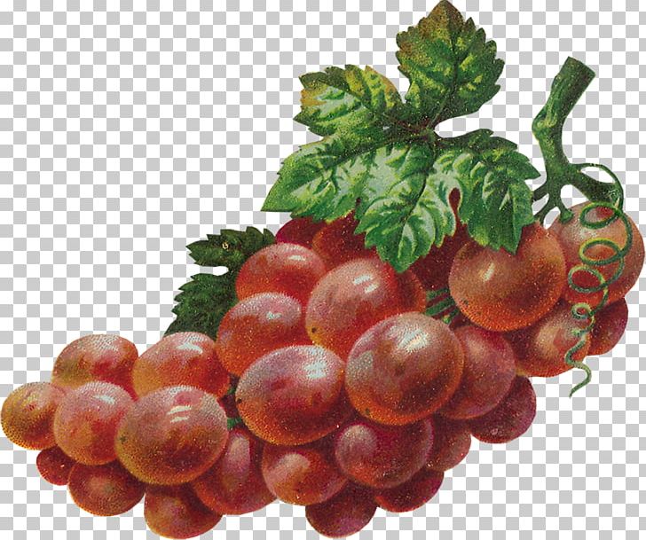 Sultana Decoupage Drawing Printing PNG, Clipart, Crayon, Decoupage, Food, Fruit, Grape Free PNG Download