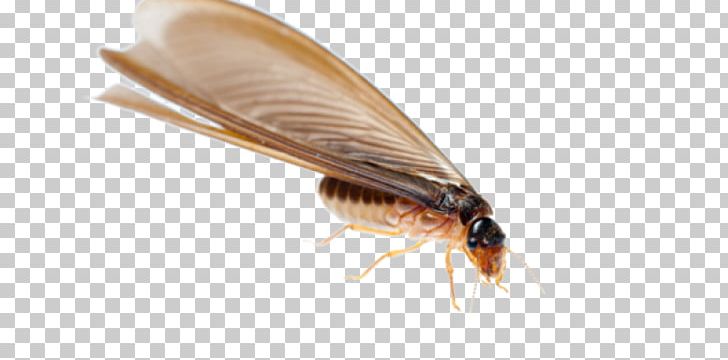 Termite Ant Cockroach Insect Nuptial Flight PNG, Clipart, Alate, Animals, Ant, Ant Colony, Arthropod Free PNG Download