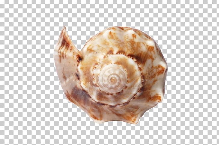 Shore Seashell Sand Mollusc Shell Canvas Print PNG, Clipart, Animal Product, Beach, Canvas, Canvas Print, Clam Free PNG Download