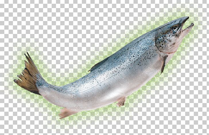 AquAdvantage Salmon Chum Salmon Coho Salmon Seafood PNG, Clipart, Anchovy, Animals, Aquadvantage Salmon, Bony Fish, Capelin Free PNG Download