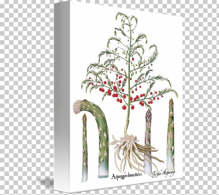 Asparagus Plant Stem Shoot Botany Flower PNG, Clipart, Asparagus, Blume, Botany, Branch, Christmas Free PNG Download