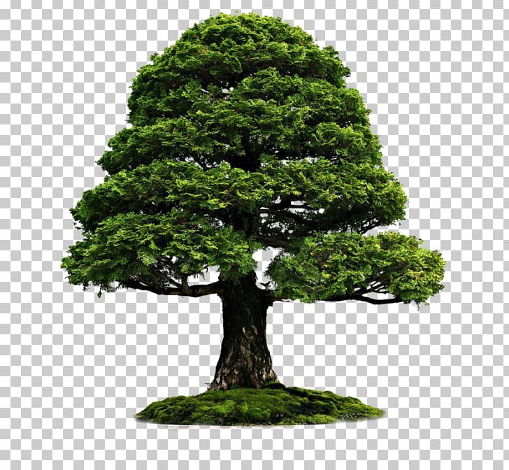Indoor Bonsai Bonsai: Culture And Care Of Miniature Trees PNG, Clipart, Bald Cypress, Bonsai, Bonsai Cultivation And Care, Evergreen, Flowerpot Free PNG Download