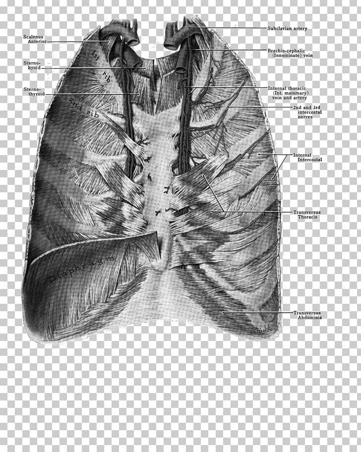 Internal Thoracic Artery Shoulder Internal Thoracic Vein Human Anatomy PNG, Clipart, Anatomy, Anterior, Artery, Black And White, From Behind Free PNG Download