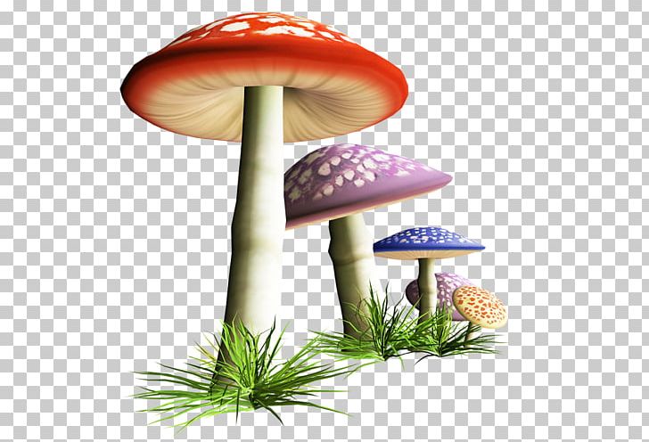 Mushroom Photography Fungus PNG, Clipart, Clip Art, Fungus, Mushroom, Photography Free PNG Download