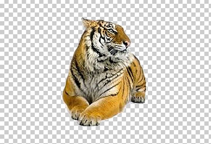 Siberian Tiger Felidae Bengal Tiger PNG, Clipart, Animals, Big Cats, Carnivoran, Cat Like Mammal, Depositphotos Free PNG Download