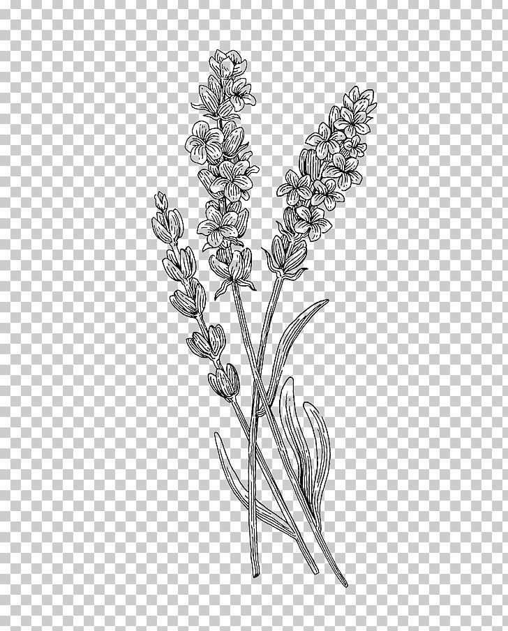 Twig Botanical Illustration Botany Plant Drawing PNG, Clipart, Art, Black And White, Body Jewelry, Botanical Garden, Botanical Illustration Free PNG Download