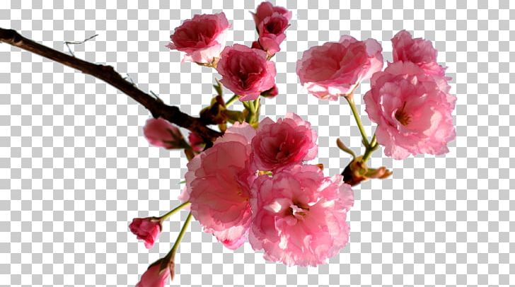 Cherry Blossom PNG, Clipart, Branch, Creative Ads, Creative Artwork, Creative Background, Creative Graphics Free PNG Download