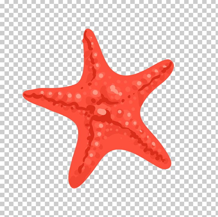 Starfish Euclidean PNG, Clipart, Animals, Beautiful Starfish, Cartoon Starfish, Chart, Decoration Free PNG Download