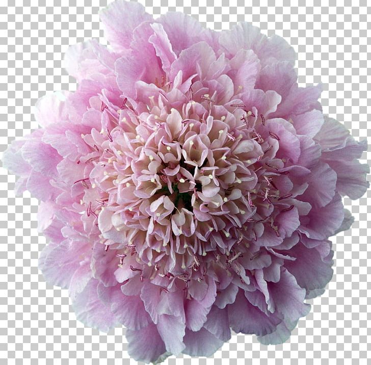 Flower Photography Desktop PNG, Clipart, Annual Plant, Aster, Chrysanthemum, Chrysanths, Cut Flowers Free PNG Download
