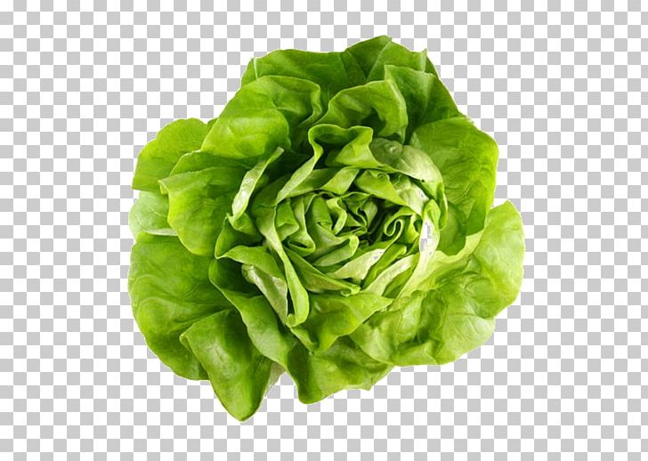 Butterhead Lettuce Romaine Lettuce Leaf Vegetable Variety PNG, Clipart, Butter, Butterhead Lettuce, Chard, Food, Food Drinks Free PNG Download