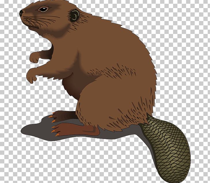 Beaver PNG, Clipart, Beaver, Beaver Dam, Blog, Carnivoran, Cartoon Free PNG Download