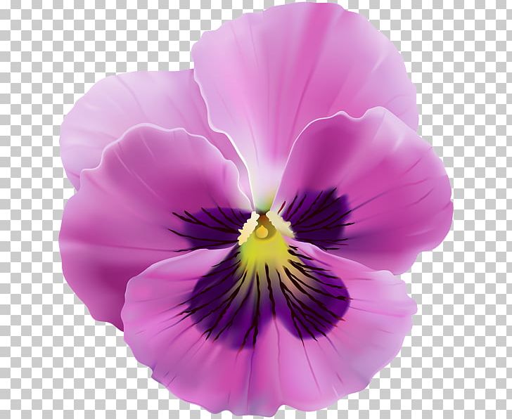 Pansy PNG, Clipart, Art, Clip Art, Flower, Flowering Plant, Herbaceous Plant Free PNG Download