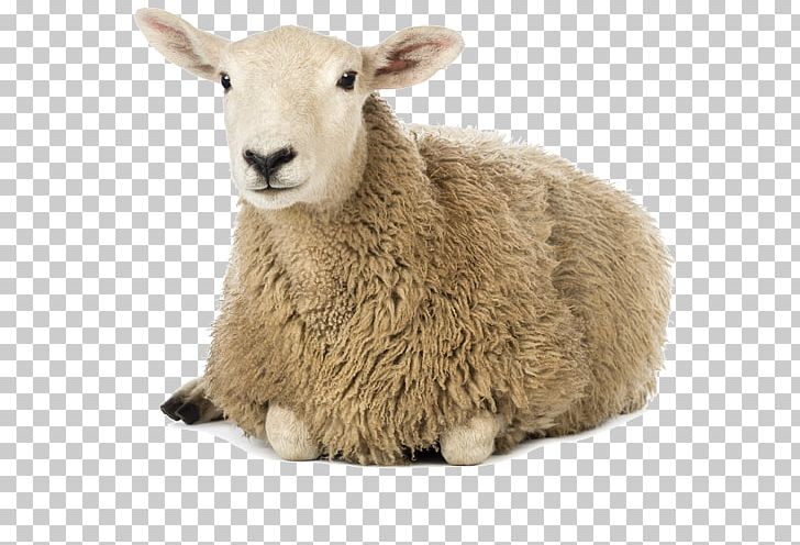 Sheep Farming Cattle Stock Photography PNG, Clipart, Animals, Cattle, Cow Goat Family, Debloemistnl, Goat Antelope Free PNG Download