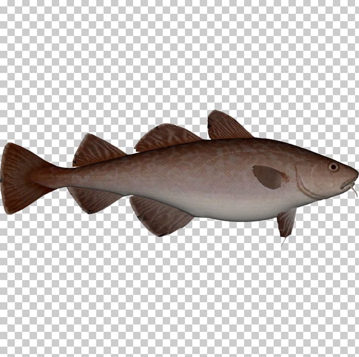Squaliform Sharks 09777 Fauna Catfish Salmon PNG, Clipart, 09777, Cartilaginous Fish, Catfish, Cod, Fauna Free PNG Download