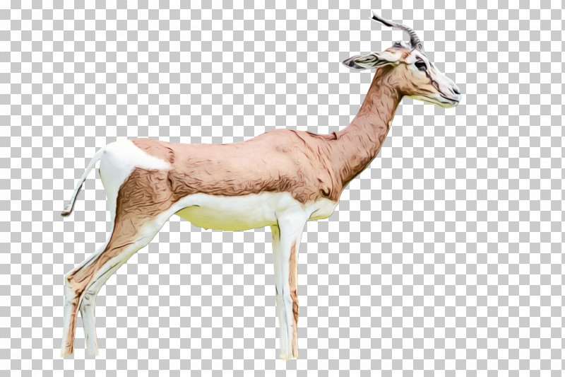 Springbok Oryx Impala Gazelle Deer PNG, Clipart, Biology, Deer, Gazelle, Impala, Oryx Free PNG Download