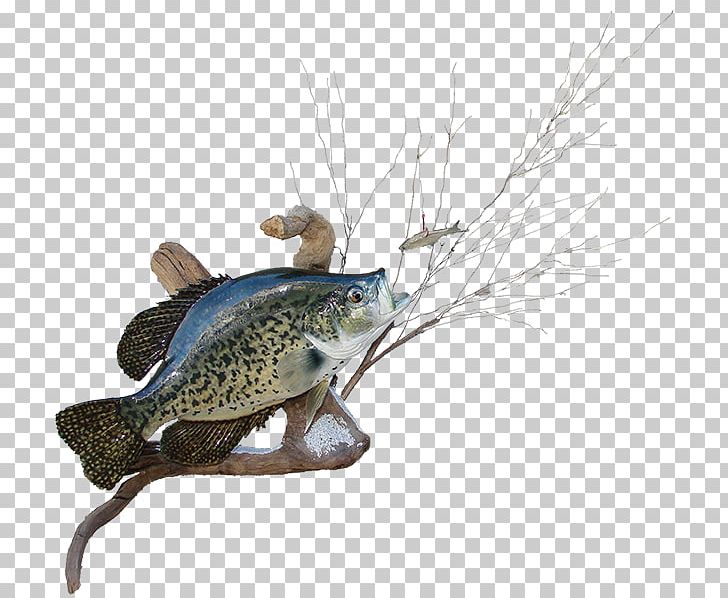 Black Crappie AZ Wildlife Creations White Crappie Rainbow Trout Largemouth Bass PNG, Clipart, Arctic Char, Az Wildlife Creations, Bass, Black Crappie, Brown Trout Free PNG Download