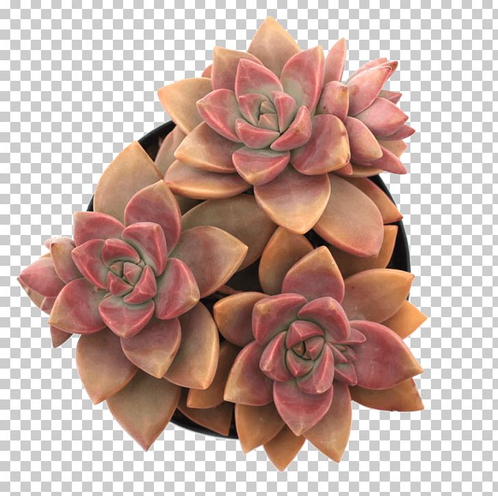 Cut Flowers Jade Plant Succulent Plant Echeveria Leaf PNG, Clipart, Bestseller, Clay, Cut Flowers, Echeveria, Flower Free PNG Download