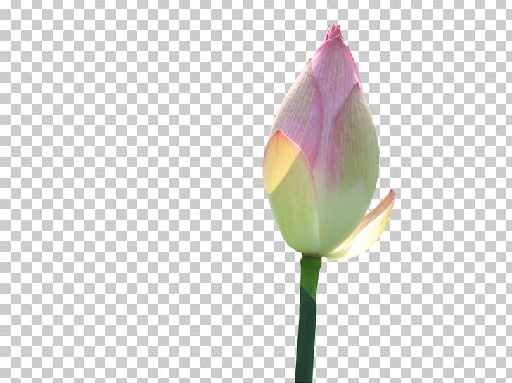 Rosaceae Tulip Plant Stem Bud PNG, Clipart, Computer, Computer Wallpaper, Did, Family, Flower Free PNG Download