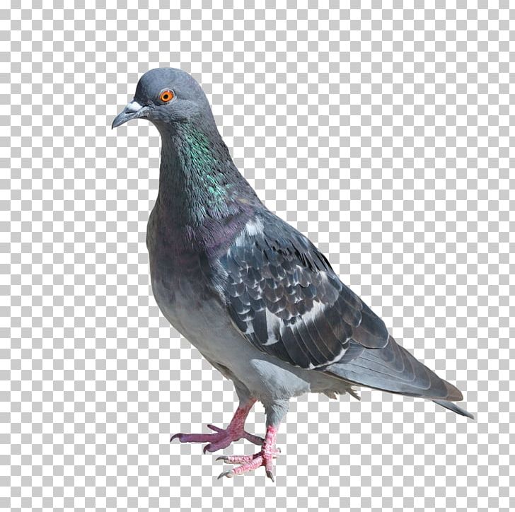 Columbidae Rock Dove Bird Photography PNG, Clipart, Animals, Beak, Bird, Bird Photography, Color Free PNG Download