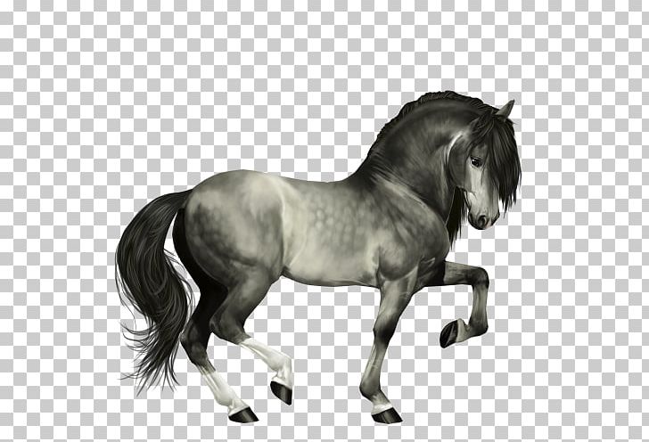Pony Lusitano Mustang Stallion Bridle PNG, Clipart, Baton, Black And White, Bonjour, Bridle, Dressage Free PNG Download