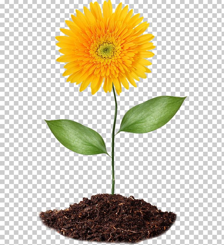 Common Sunflower Soil PNG, Clipart, Chernozem, Cicek, Cicek Resimleri, Common Sunflower, Cut Flowers Free PNG Download