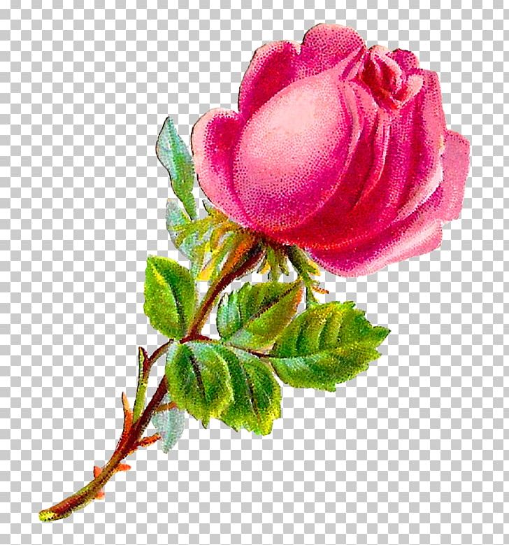 Garden Roses Cabbage Rose Floribunda Pink PNG, Clipart, Bud, China Rose, Cut Flowers, Floral Design, Floribunda Free PNG Download