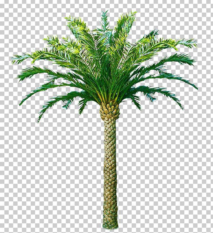 Palm Trees Trachycarpus Fortunei Coconut Canary Island Date Palm African Oil Palm PNG, Clipart, African Oil Palm, Arecales, Attalea Speciosa, Chamaerops, Cher Free PNG Download