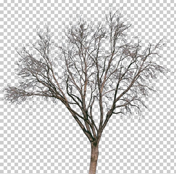 Tree Drawing Painting Silhouette PNG, Clipart, Black And White, Branch, Brush, Drawing, Forest Free PNG Download