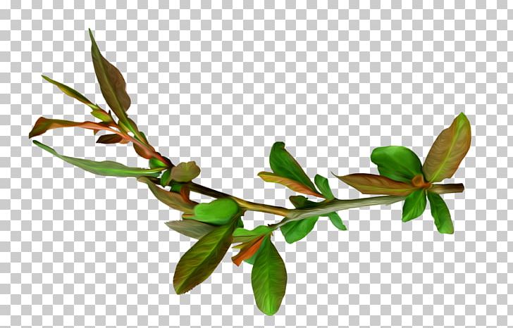 User PNG, Clipart, Branch, Bud, Google Images, Honey, Jungle Free PNG Download