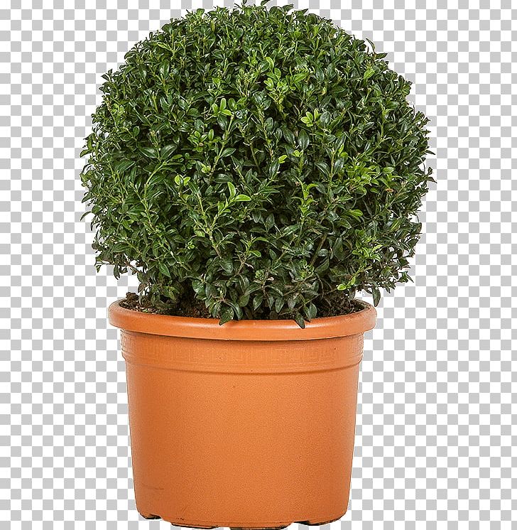 Flowerpot Herb Shrub Evergreen Houseplant PNG, Clipart, Boxwood, Evergreen, Flowerpot, Grass, Herb Free PNG Download