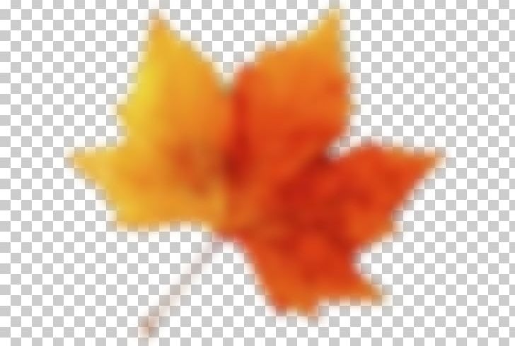 Maple Leaf Close-up PNG, Clipart, Closeup, Leaf, Maple, Maple Leaf, Orange Free PNG Download