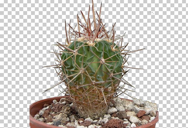 San Pedro Cactus Triangle Cactus Prickly Pear Flowerpot Cactaceae PNG, Clipart, Acanthocereus, Acanthocereus Tetragonus, Cactaceae, Cactus, Caryophyllales Free PNG Download