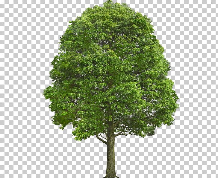 Tree Stock Photography Deciduous Shrub PNG, Clipart, Branch, Database, Deciduous, Desktop Wallpaper, Evergreen Free PNG Download