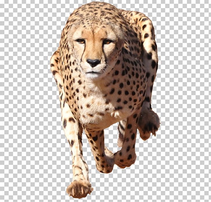 Cheetah Stock Photography Illustration Leopard Cat PNG, Clipart, Big Cat, Big Cats, Carnivoran, Cat, Cat Like Mammal Free PNG Download